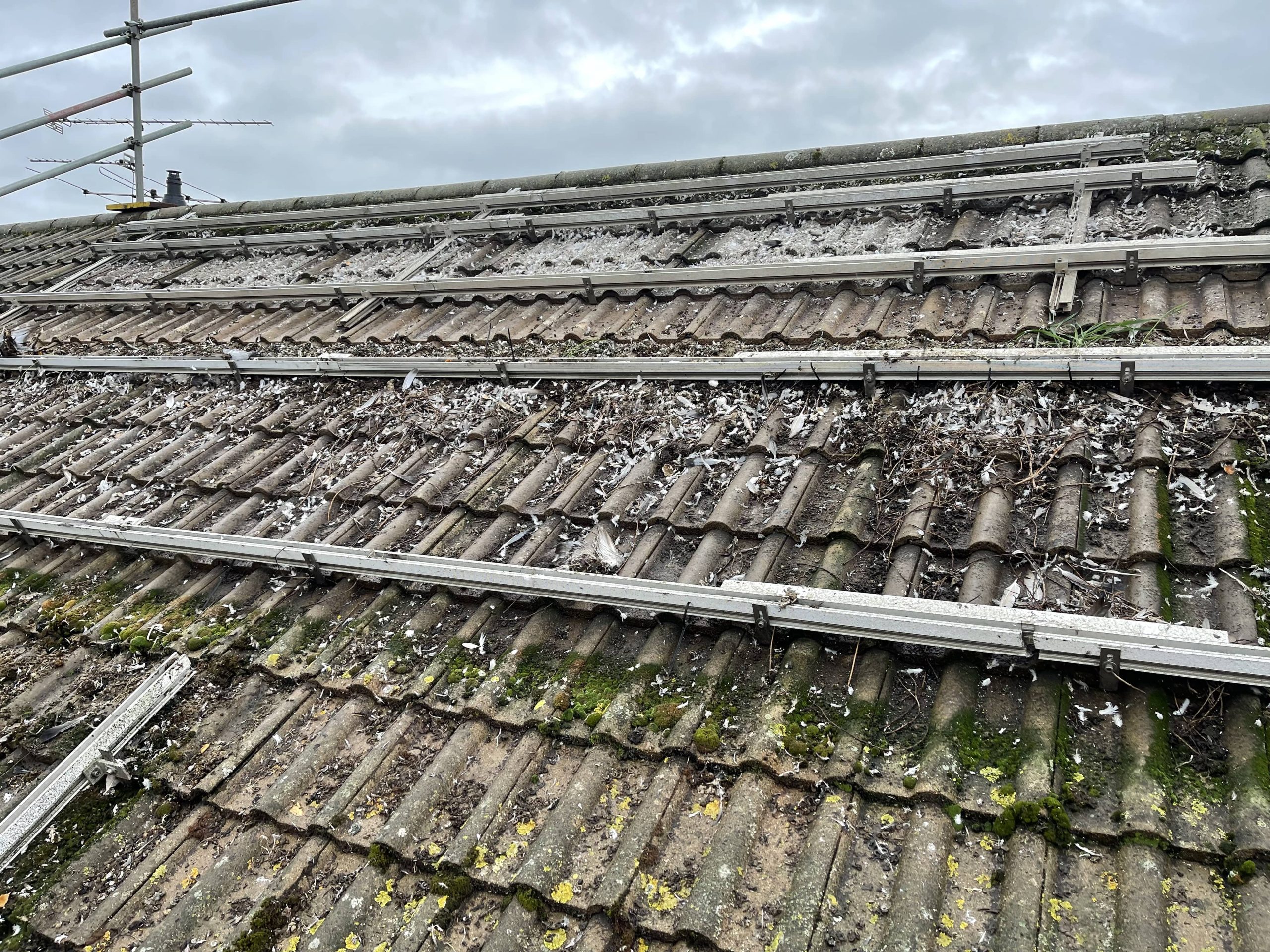 Image of a roof that has been invaded by pigeons nesting under solar panels
